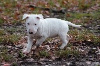 Sweet Of Madness - Bull Terrier - Portée née le 22/11/2017